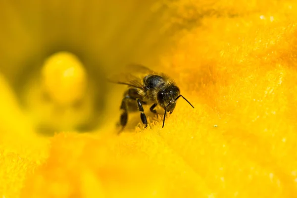 Bee collecting pollen from orange pumpkin flower — Stock Photo, Image