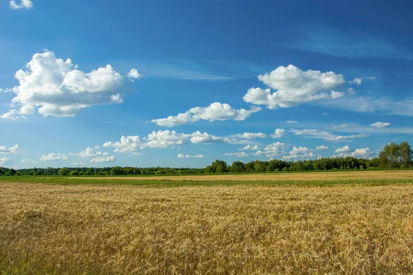 Campo de grano, bosque y nubes blancas en un cielo azul —  Fotos de Stock