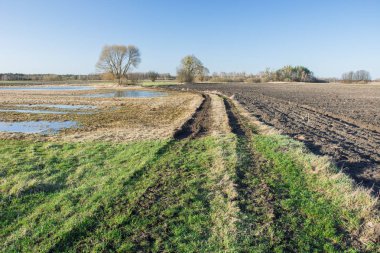Tarlalardan geçen ülke yolu, ufukta ve gökyüzündeağaç