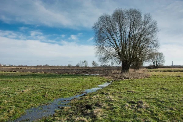 Big Willow Tree bez liści na zielonej łące — Zdjęcie stockowe