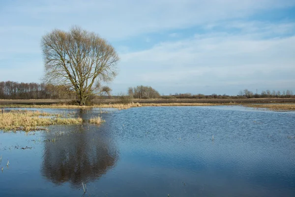 A mirror image of a tree in the water on a flooded meadow after — Stock Photo, Image