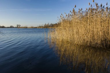 Mavi bir gölde yetişen güzel sazlar