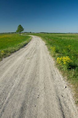 Çakıl bir yolun, ufkun ve gökyüzünün yanındaki yalnız ağaç