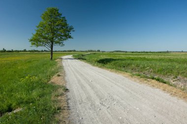 Çakıl bir yol, ufuk ve mavi bulutsuz gökyüzü yanında Lonely büyük ağaç