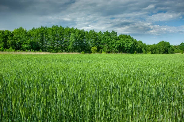 Green cereal, trees and clouds in the sky