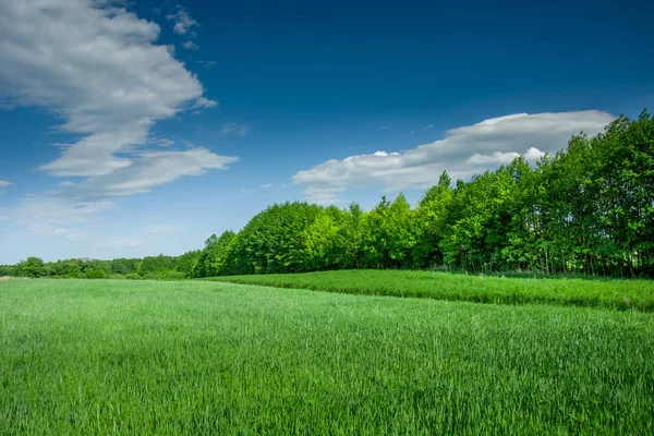 Grüne Wiese mit Getreide, Wald und Wolken am blauen Himmel — Stockfoto