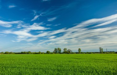 Yeşil alan, ufukta ağaçlar ve mavi gökyüzünde beyaz bulutlar