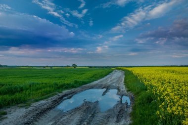 Sarı bir tecavüz alanı ve renkli bulutlar yanında toprak bir yolda su birikintisi