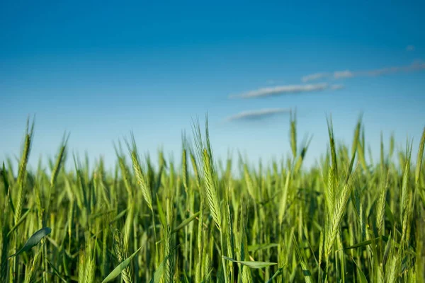 Зеленые ржаные уши на поле и облака на голубом небе — стоковое фото