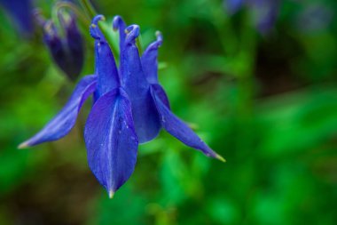 Yeşil çim bir arka plan üzerinde Mavi iris çiçek