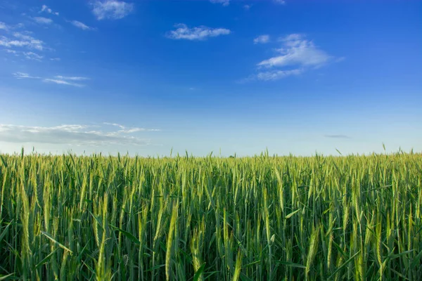 Зеленое зерновое поле и облака на голубом небе — стоковое фото
