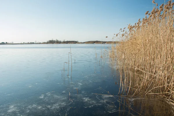 Cañas altas en un lago congelado, horizonte y cielo azul — Foto de Stock