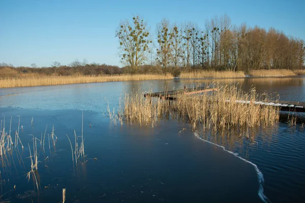 Thin ice and reeds on a calm lake. Trees on the shore and sky — Stock Photo, Image