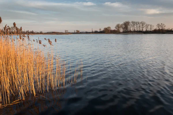 Ondas suaves no lago, juncos na água e árvores — Fotografia de Stock