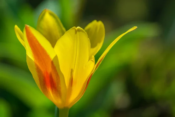 Yellow-red tulip flower with open petals — ストック写真