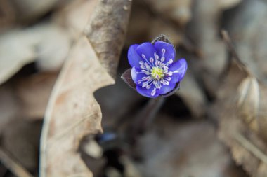 Tek çiçekaçan mor çiçek liverleaf