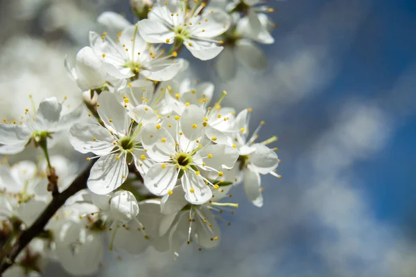 햇빛에 비추는 하얀 벚꽃 꽃다발 — 스톡 사진
