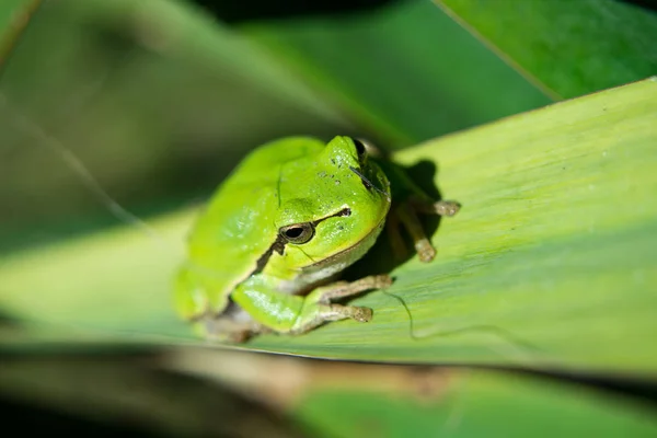 Une belle grenouille européenne est assise sur une feuille — Photo