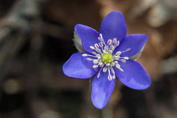 単紫色の肝臓の花 — ストック写真