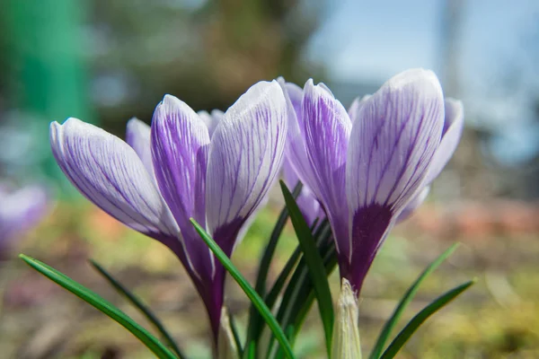 晴れた春の日にクロッカスの花を咲かせる — ストック写真