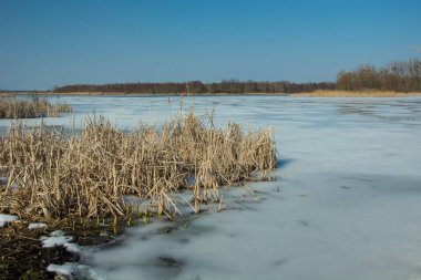 Donmuş bir gölün kıyısında kuru sazlıklar. Ufuk ve mavi gökyüzü