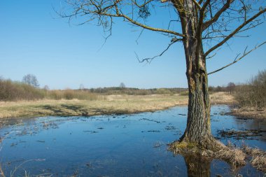 Suda yetişen büyük bir ağaç