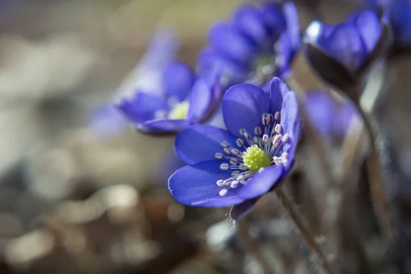クローズアップで肝臓の紫色の花 — ストック写真