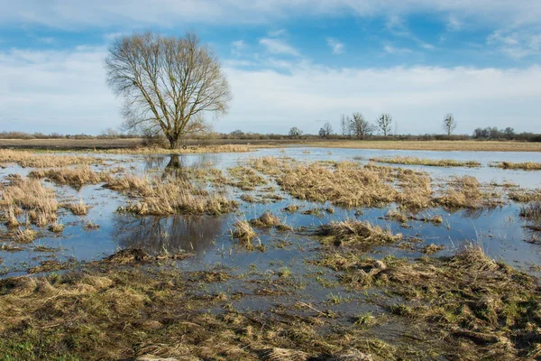 Dzika łąka z suchymi trawami zalana wodą i drzewem — Zdjęcie stockowe