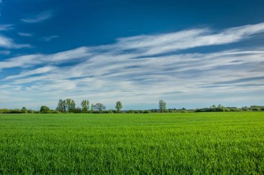 Yeşil alan kuşağı, ufuk ve mavi gökyüzünde beyaz bulutlar