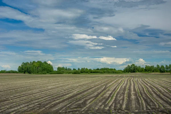 Campo con plantas jóvenes de maíz, árboles y nubes en el cielo — Foto de Stock