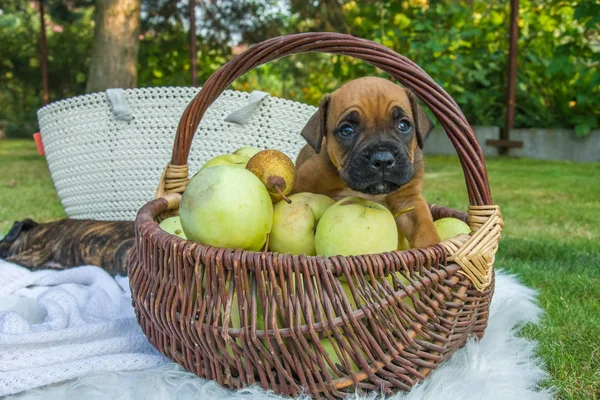 Little boxer puppy sitting in a basket with apples