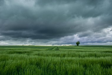 Tahıl arpa ile yeşil bir alan üzerinde yağmurlu bulutlar