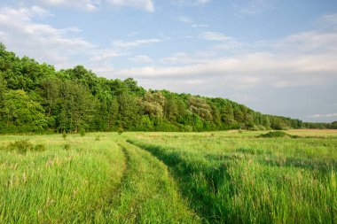 Yüksek yeşil çim yoluyla yol, ufukta orman ve bulutlar