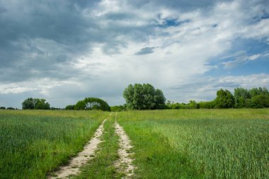 Yeşil tarlalar, ufukta ağaçlar ve gökyüzünde bulutlar ile kir yolu