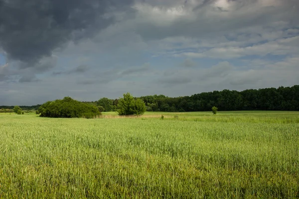 Champ vert avec grain, forêt et ciel pluvieux — Photo