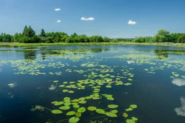 Yüzen Lotus bir göl, ağaçlar ve mavi gökyüzü yaprakları
