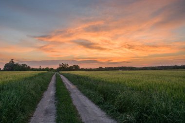 Yeşil arpa ve renkli bulutlar alanları ile Zemin yol