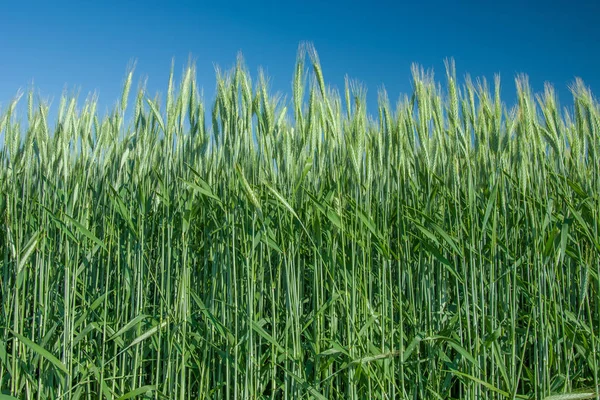 Grön korn på närbild och blå himmel — Stockfoto