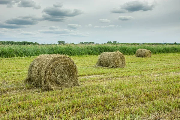草原と曇り空に刈り取られた草のベール — ストック写真