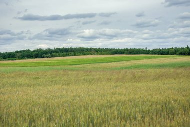 Sarı yeşil tarlalar, orman ve gri bulutlar gökyüzünde