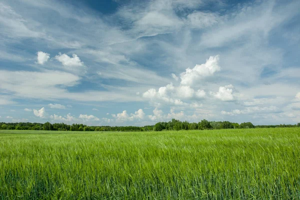 Cereales verdes, bosques y nubes blancas en el cielo azul — Foto de Stock