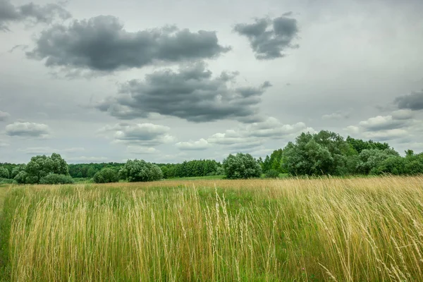 Gelbes Gras auf einer wilden Wiese, Wald und graue Wolken am Himmel — Stockfoto