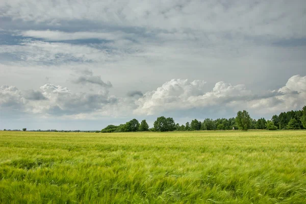 Campo de cebada amarilla, árboles en el horizonte y nubes en el cielo — Foto de Stock