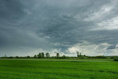 Yeşil alan, ufukta ağaçlar ve bulutlu gökyüzü