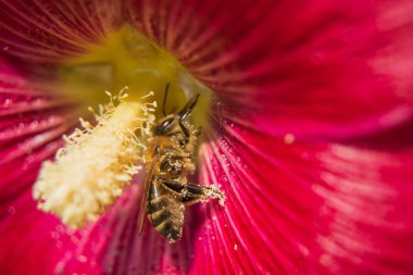 Arı ebegümeci çiçeğinde polen toplama