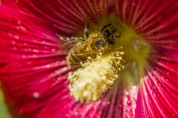 Una abeja recogiendo polen en la flor de la malva — Foto de Stock