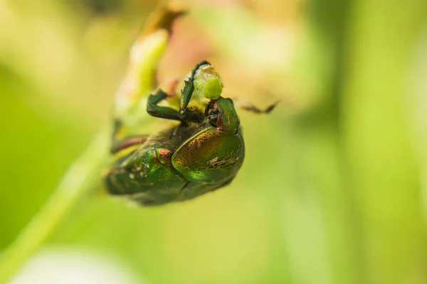 Grande verde rosa chafer holding ramita — Foto de Stock