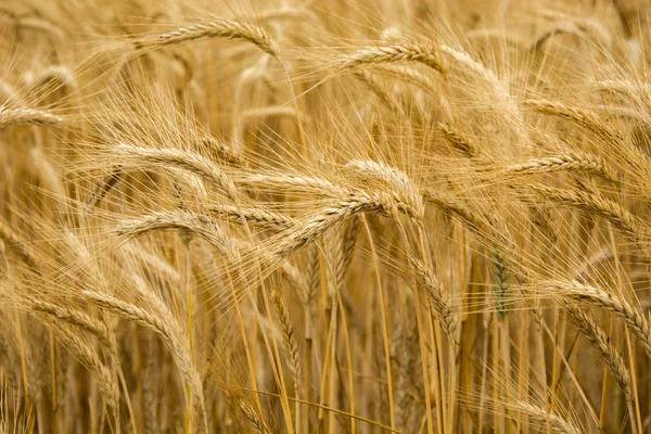 Öron av korn på närbild — Stockfoto