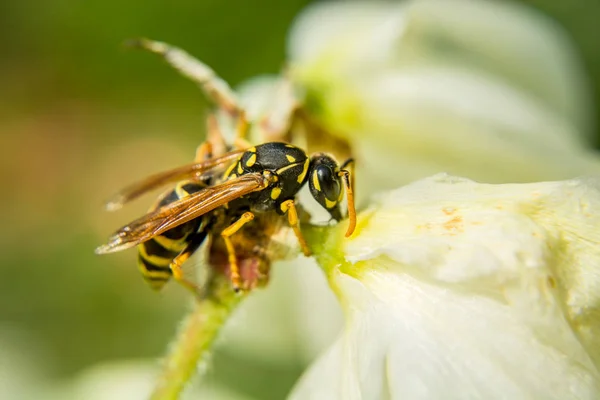 Avispa soltera sentada sobre una flor — Foto de Stock