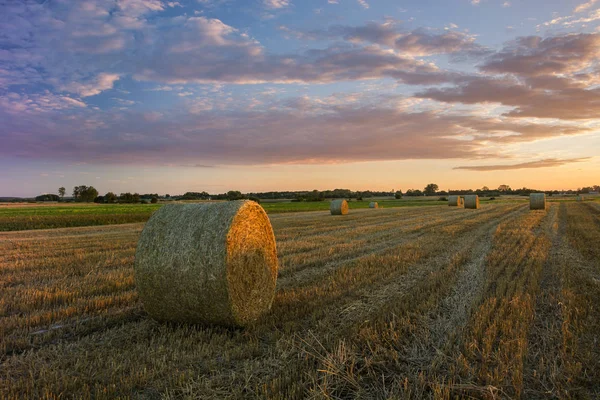 Седые тюки на соломенном поле, вечерние облака и небо — стоковое фото